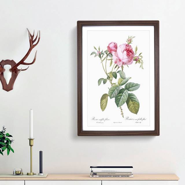 Pink Cabbage Roses in Bloom by Pierre-Joseph Redoute - Picture Frame Painting Print on MDF - Walnut Framed (48cm H x 36cm W x 2cm D)