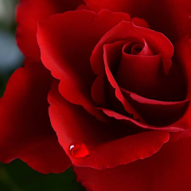 Valentine Rose With Tear by Cogent-Marketing - Print (51cm H x 51cm W x 3.8cm D)