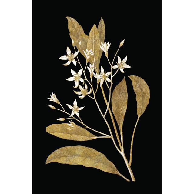 Gold Botanical V On Black by Wild Apple Portfolio - Wrapped Canvas Art Prints - Wrapped Canvas Art Prints (46cm H x 30cm W x 3.8cm D)