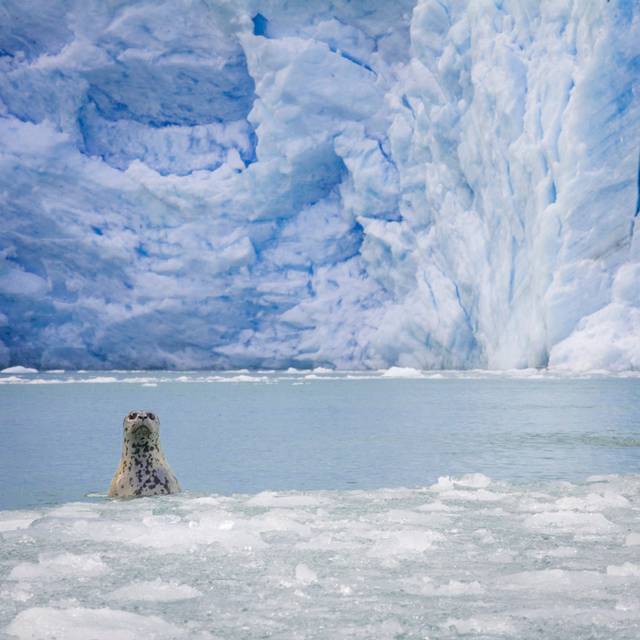 Seal Pokes Through Ice Flow In Front Of Glacier, Alaska (30cm H x 46cm W x 3.8cm D)