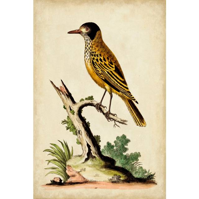 Solitary Perch IV by George Edwards - Wrapped Canvas Art Prints (30cm H x 20cm W x 3.8cm D)