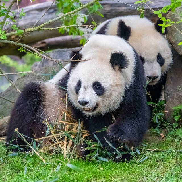 Linden Giant Pandas - Wrapped Canvas Photograph (30cm H x 30cm W x 3.8cm D)