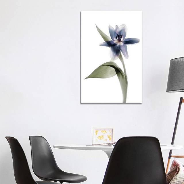 X-Ray Tulip VII STL33-1PC6 (101.6 cm H x 66.04 cm W)