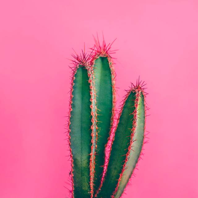 Green Cactus by Miss_J - Wrapped Canvas Photograph (30cm H x 30cm W)