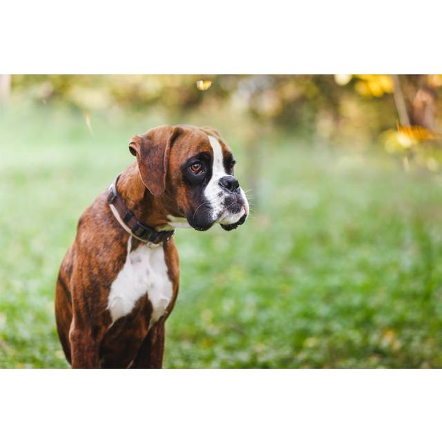 Portrait of Boxer Puppy Sitting on Grass in the Park - Wrapped Canvas Photograph (20cm H x 30cm W x 3.8cm D)