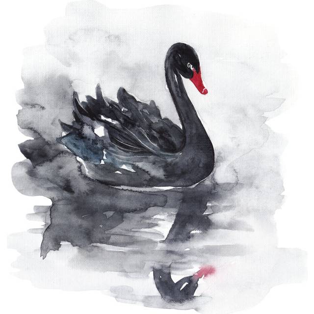 Black Swan - Wrapped Canvas Art Prints (30cm H x 30cm W x 3.8cm D)