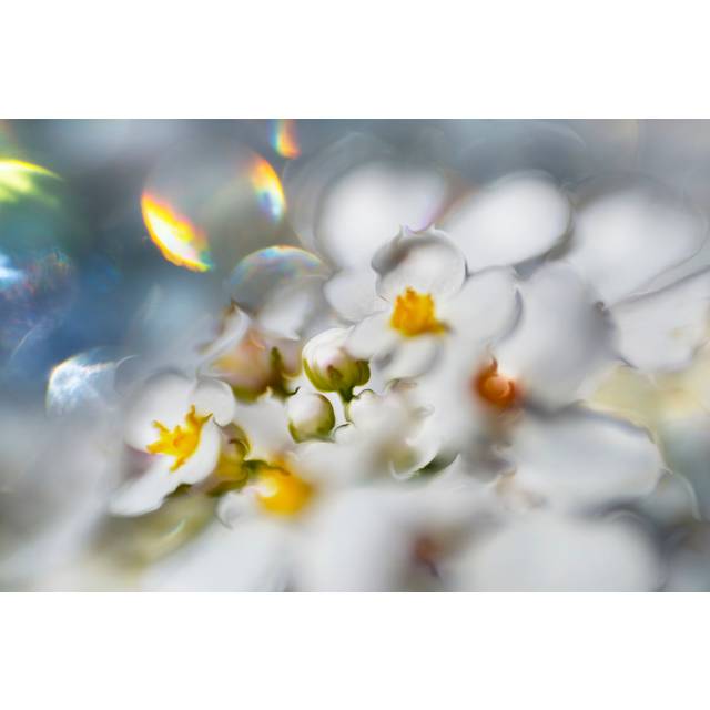Jewels of the Enchanted Forest III by Gillian Hunt - Wrapped Canvas Painting (20cm H x 30cm W x 3.8cm D)