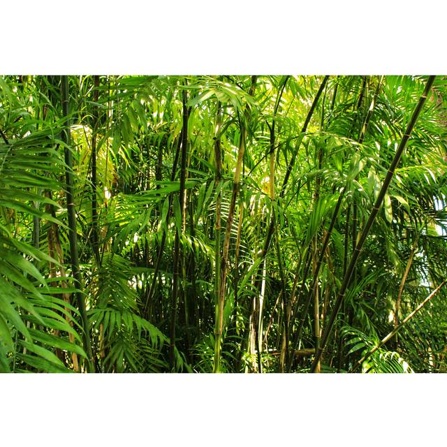Lafreniere Black Bamboo in Garden - Wrapped Canvas Photograph (81cm H x 122cm W x 3.8cm D)