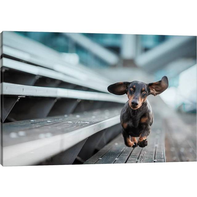 A Little Dog Runs Through the World by Heike Willers - Wrapped Canvas Art Prints (30.48 cm H x 45.72 cm W)