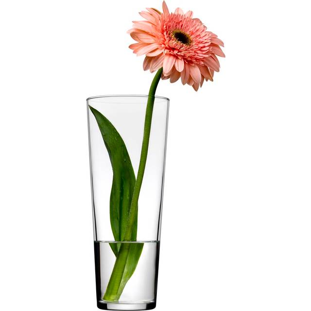 Single Botanica Table Vase - Clear (26cm H X 10.5cm W X 10.5cm D)
