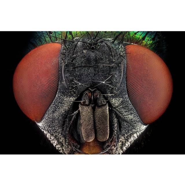 Finkbeiner Common Green Bottle Fly by Ultima_Gaina - Wrapped Canvas Graphic Art (51 cm H x 76 cm W x 3.8 cm D)