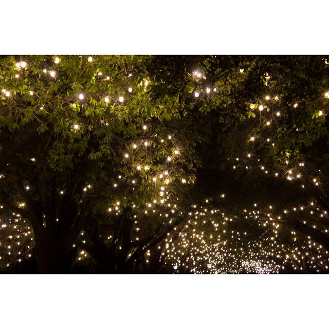 Park Trees Covered With Bulb String Lights. Night Shot. (30cm H x 46cm W x 3.8cm D)