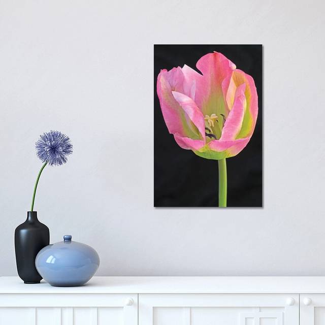 Pastel Tulip by Brian Wolf - Wrapped Canvas Graphic Art (45.72cm H x 30.48cm W x 1.91cm D)