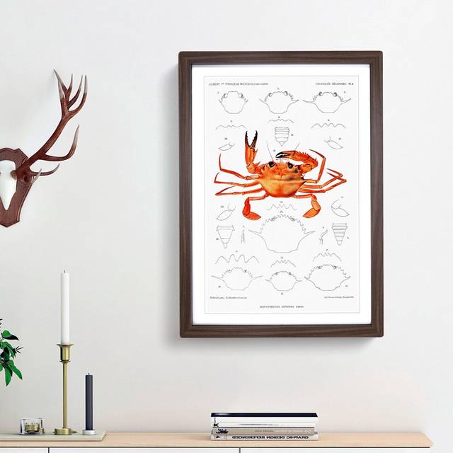 West African Crab by Albert I - Picture Frame Painting Print - Walnut Framed (36cm H x 27cm W x 2cm D)