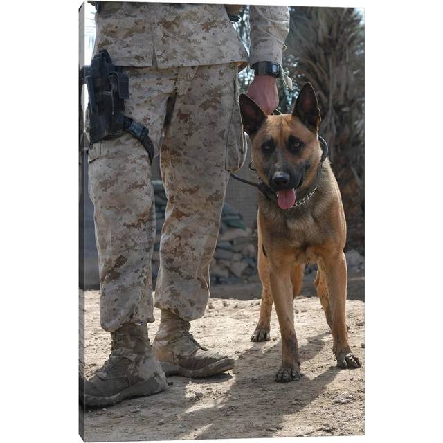 A Belgium Malonois Military Working Dog Stands by His Handler by Stocktrek Images - Wrapped Canvas Photograph (30.48cm H x 20.32cm W x 1.91cm D)
