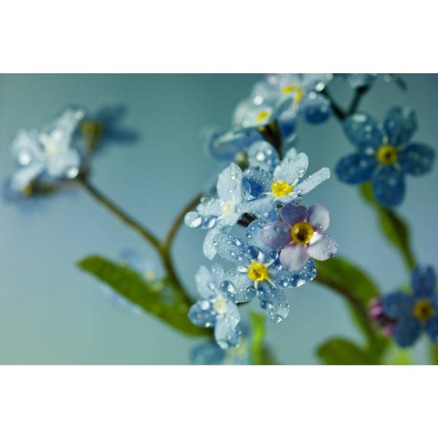 Forget Me Not Flowers by Julia Sudnitskaya - Wrapped Canvas Photograph (20cm H x 30cm W x 3.8cm D)