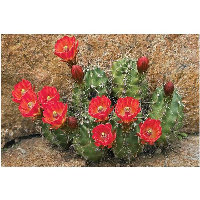 Claret Cup Cactus Flowering, Utah by Tim Fitzharris - Wrapped Canvas Photograph (152.5 cm H x 101.5 cm W)