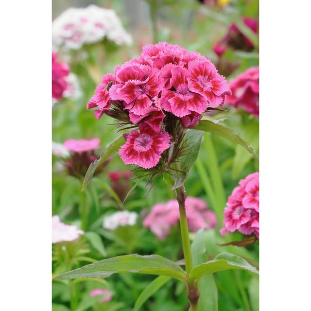 Valazquez Sweet William Flowers - Wrapped Canvas Photograph (122cm H x 81cm W x 3.8cm D)