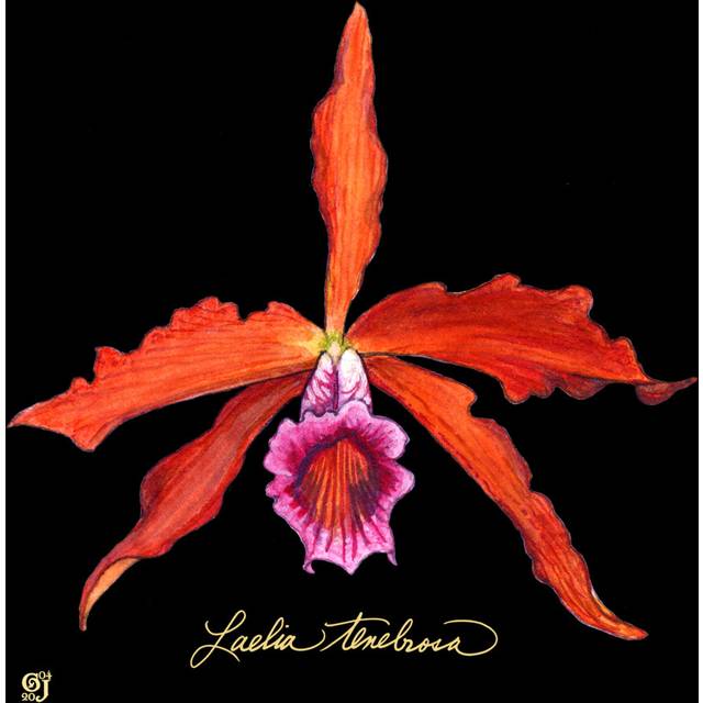 Vivid Orchid II - Wrapped Canvas Art Prints (122cm H x 122cm W x 3.8cm D)