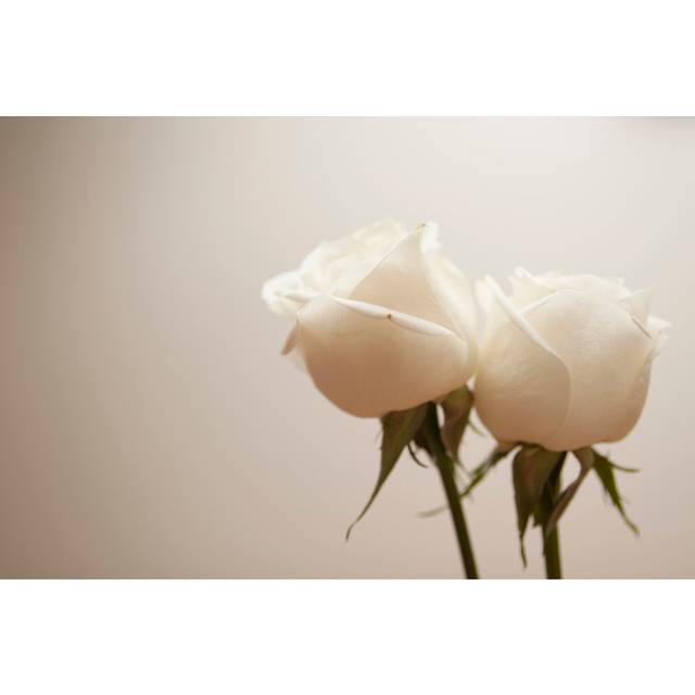 Two White Roses Horizontal Right Oriented - Wrapped Canvas Photograph (30cm H x 46cm W)