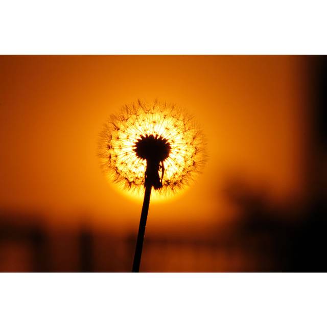 Cahuilla Dandelion at Sunset - Wrapped Canvas Photograph (20cm H x 30cm W x 3.8cm D)
