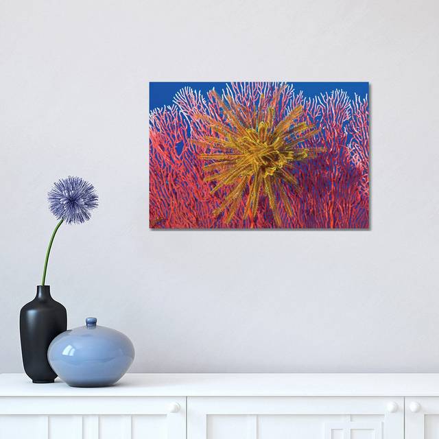 Yellow Feather Star on Red Sea Fan by Steve Jones - Wrapped Canvas Photograph (30.48cm H x 45.72cm W x 1.91cm D)