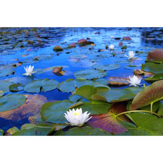 White Water Lilies (20cm H x 30cm W x 3.8cm D)