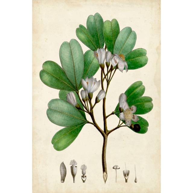 Verdant Foliage III - Wrapped Canvas Art Prints (30cm H x 20cm W x 3.8cm D)