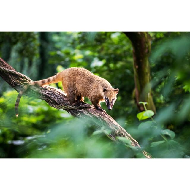 Nasua Raccoon Coati - Wrapped Canvas Photograph (20cm H x 30cm W x 3.8cm D)