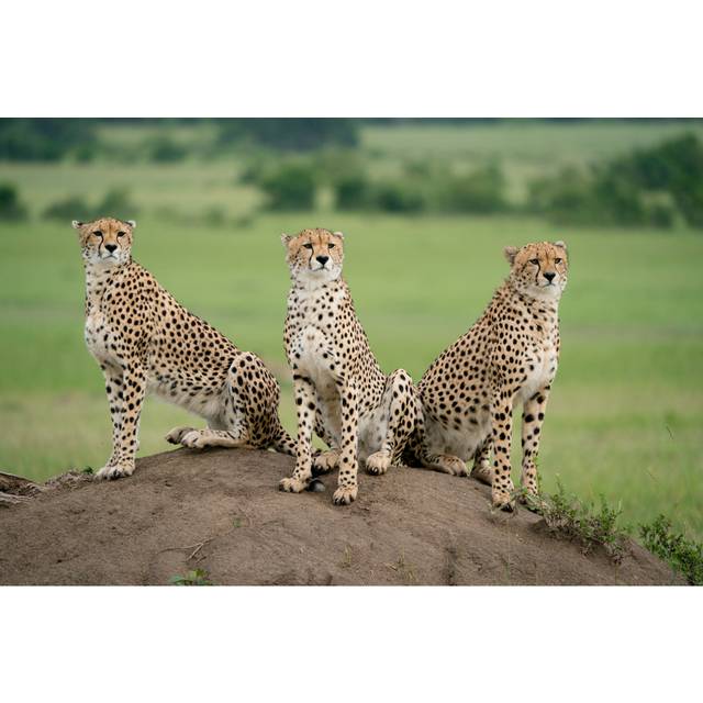 Fereol Cheetah Resting - Wrapped Canvas Photograph (20cm H x 30cm W x 3.8cm D)