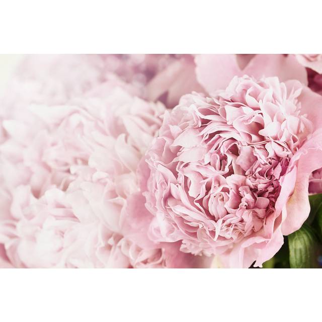 Delco Peonies and Sunlight - Wrapped Canvas Photograph (81cm H x 122cm W x 3.8cm D)