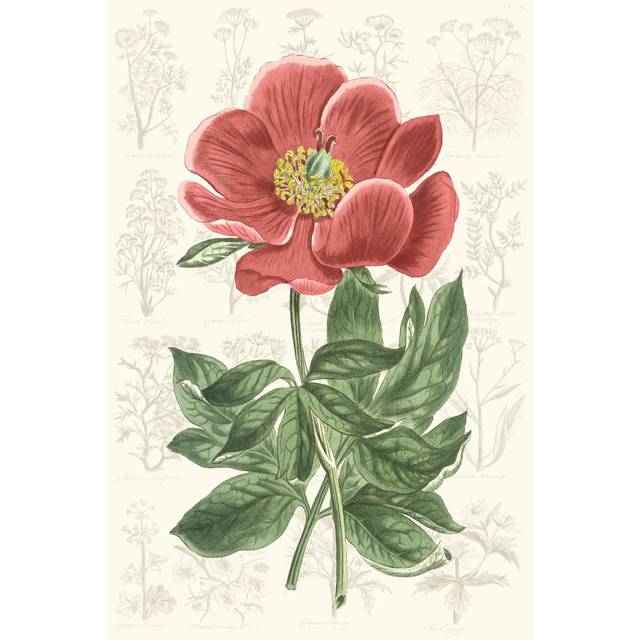 Peony Flower Garden II by Vision Studio - Wrapped Canvas Painting (76cm H x 51cm W)