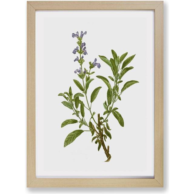 'Garden Sage Flowers' by Pierre-Joseph Redoute - Picture Frame Painting Print on Paper - Oak (24cm H x 33cm W x 2cm D)