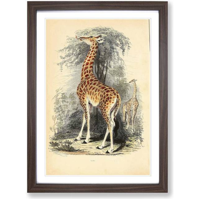 Vintage The Animal Kingdom Giraffe Framed Painting Print - Walnut (62cm H X 45cm W)