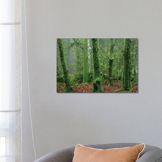 Enchanted Forest I by Adam Burton - Wrapped Canvas Graphic Art (66.04 cm H x 45.72 cm W x 3.175 cm D)