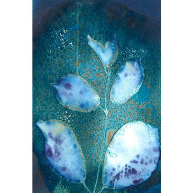 Cyanotype Leaves III by Regina Moore - Wrapped Canvas Art Prints (30cm H x 20cm W x 3.8cm D)