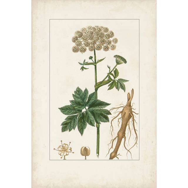 Antique Turpin Botanical I by Turpin - Wrapped Canvas Art Prints (46cm H x 30cm W)