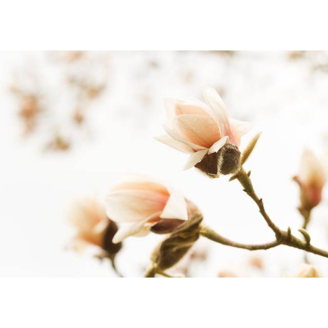 Heda Blossoming Magnolia - Wrapped Canvas Photograph (81cm H x 122cm W x 3.8cm D)