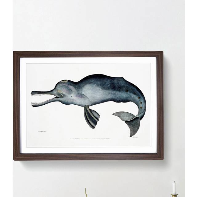 River Dolphin by John Edward Gray - Picture Frame Painting Print - Walnut Framed (36cm H x 48cm W x 2cm D)