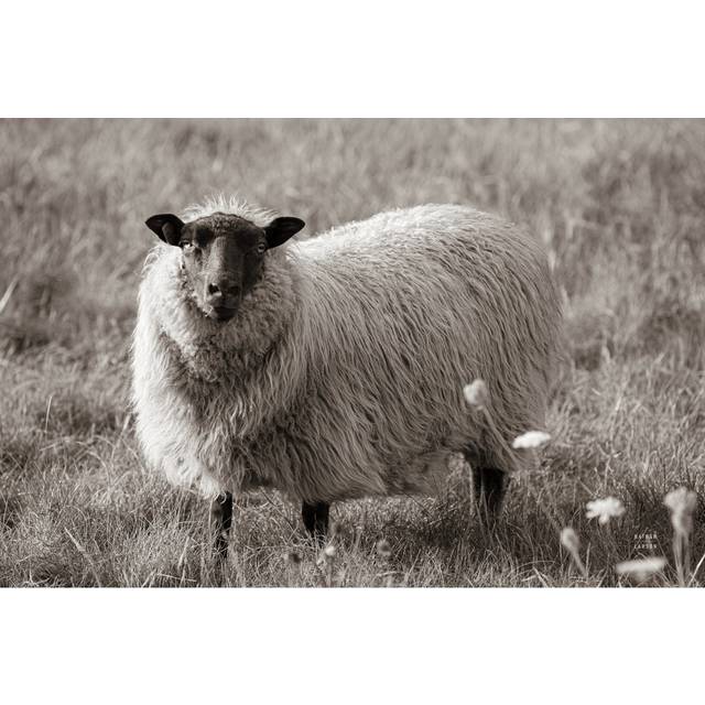 Sepia Sheep by Nathan Larson - Wrapped Canvas Photograph (61cm H x 91cm W x 3.8cm D)