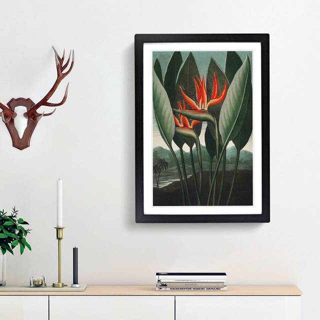Exotic Flowers by R.J. Thornton - Picture Frame Painting Print - Black Framed (36cm H x 27cm W x 2cm D)