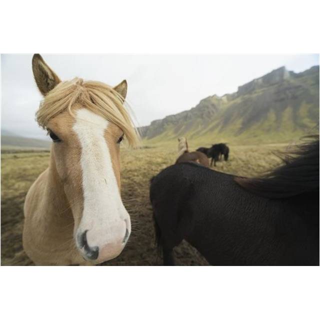 Icelandic Horses - Iceland Poster Print - 38 x 24 in. - Large