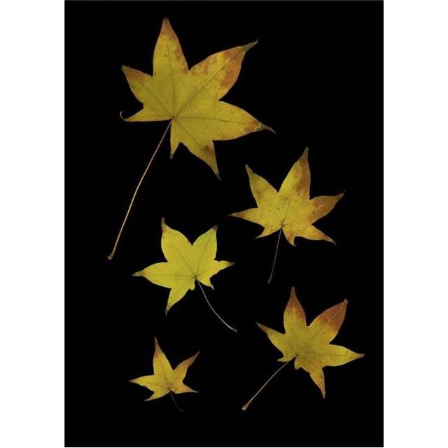 Autumn Leaves Poster Print by Deddeda, 12 x 17