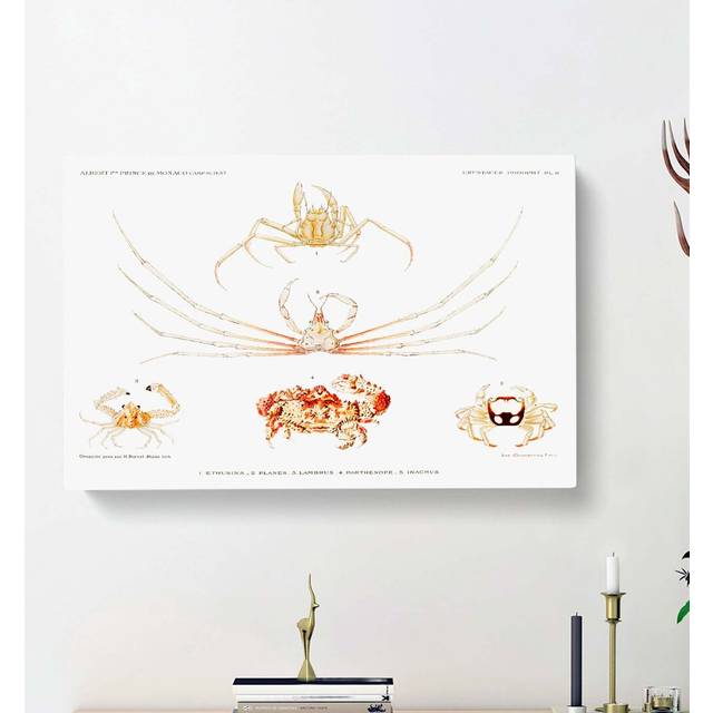 Crab Varieties by Albert I - WrappedCanvas Painting Print (35cm H x 50cm W x 3cm D)