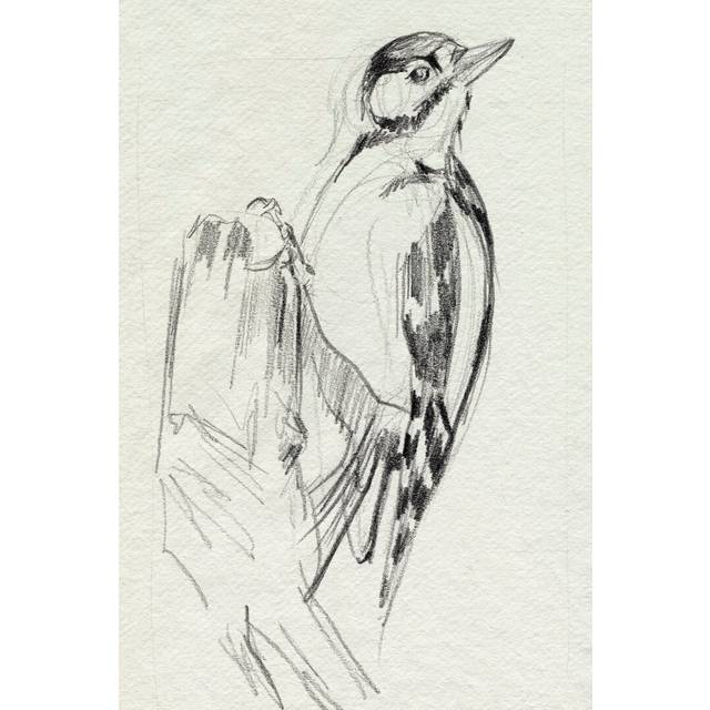 Woodpecker Sketch II by Jennifer Paxton Parker - Drawing - Wrapped Canvas (30cm H x 20cm W)
