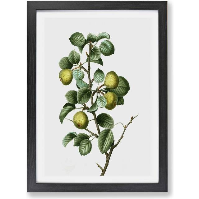 &#39;Pear Tree&#39; by Pierre-Joseph Redoute - Picture Frame Painting Print on Paper - Black (24cm H x 33cm W x 2cm D)