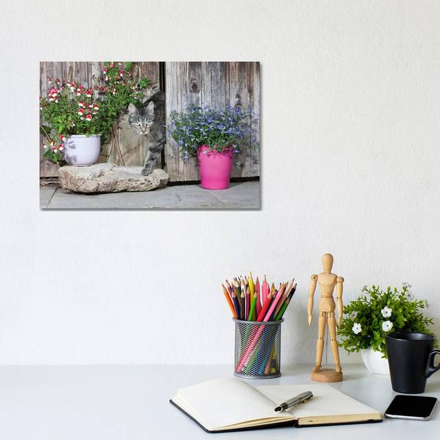 Domestic Cat Female Tabby Emerging From Shed, Lower Saxony, Germany by - Wrapped Canvas Photograph (20.32cm H x 30.48cm W x 1.91cm D)