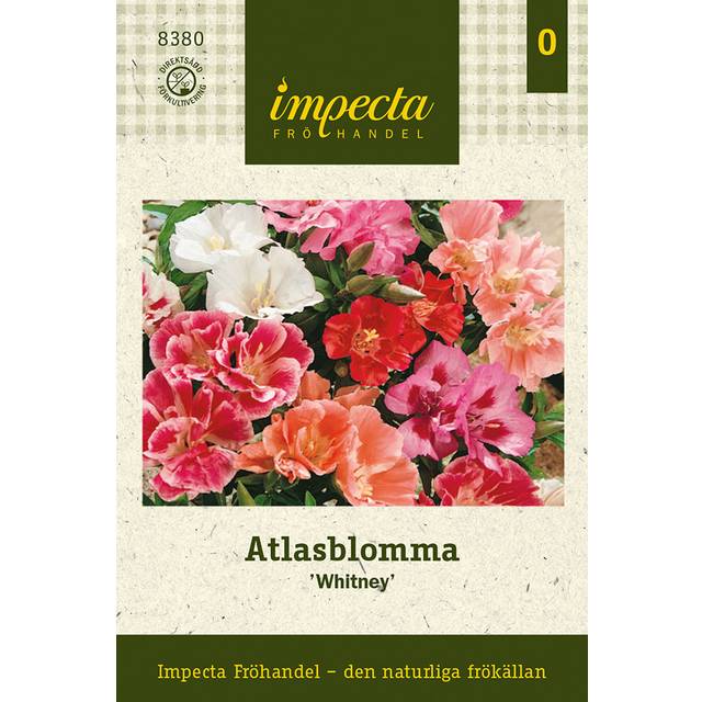 Atlasblomma, Whitney