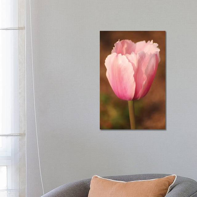 Pink Tulip by Brian Wolf - Wrapped Canvas Art Prints (66.04cm H X 45.72cm W)