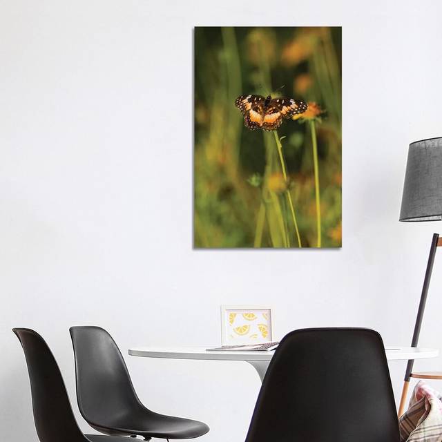 Bordered Patch (Chlosyne Lacinia) Butterfly Perched on Flower by Larry Ditto - Wrapped Canvas Art Prints (101.6cm H x 66.04cm W x 3.81cm D)